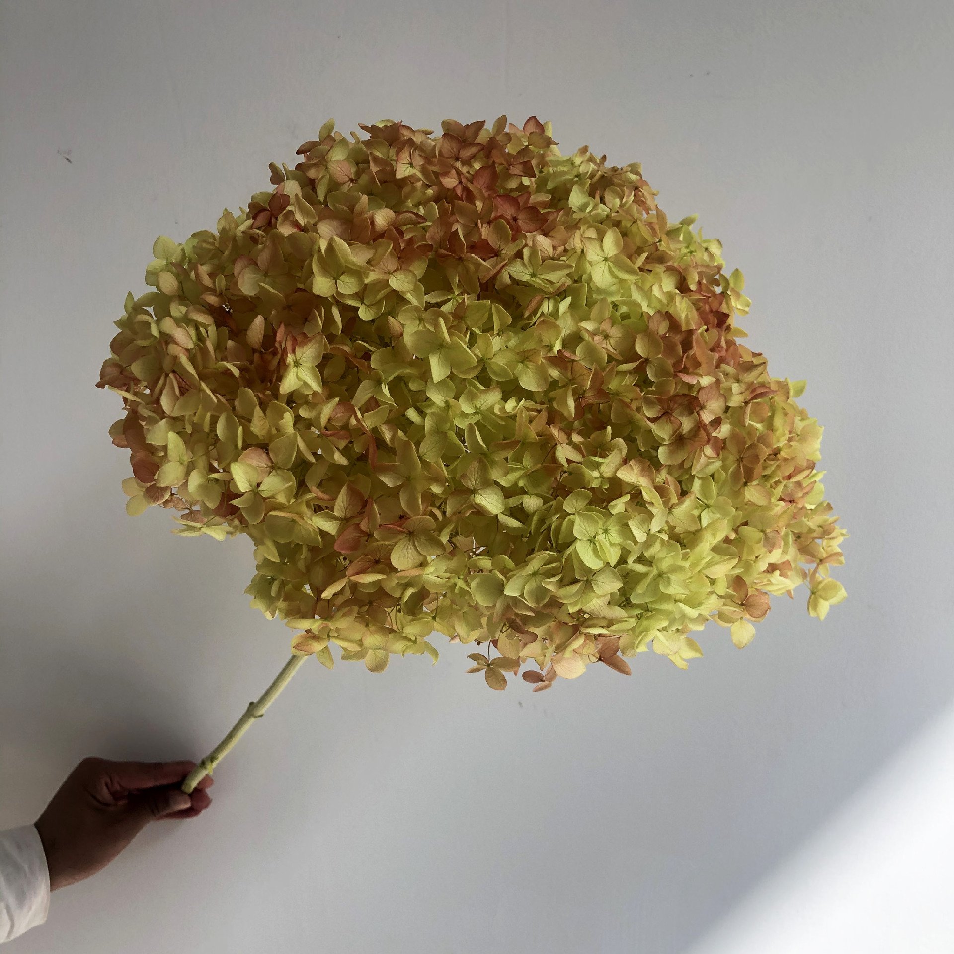 DIY Living Room Table Decoration Decoration Decoration Yongsheng Flower DIY Living Room Table Decoration Decoration Decoration Yongsheng Flower